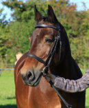 Reference photograph of Tali