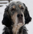 Reference photograph for Tessa