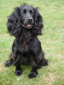 Reference photograph of Tessa