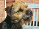 Reference photograph for Thistle
