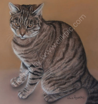 Tiger Lilly belonged to Kaylee and was very loved.  She is sadly no longer with us, you can read her story by clicking on Tiger Lilly's painting