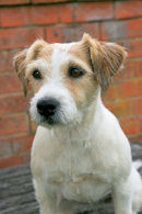 Reference photograph for Tilly
