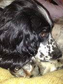 Reference photograph for Tilly