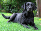 Reference photograph of Tilly