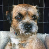 Reference photograph of Milly