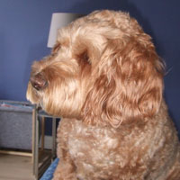 Reference photograph of Henry