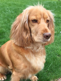 Reference photograph for Sophie