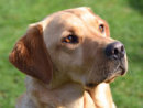 Reference photograph for Suri