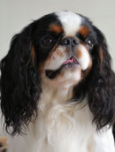 Reference photograph of Bertie
