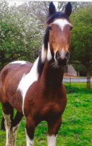 Reference photograph of Warrior