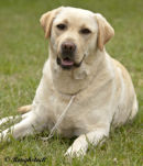 Reference photograph for Wattle