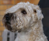 Reference photograph of Wilbur