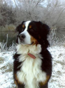 Reference photograph for William