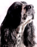 Reference photograph of Zara