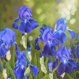 Glorious Spring Irises Oil Painting Flower Painting