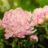 Rhapsody in Pink Peonies Oil Painting