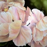 Peonies