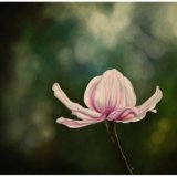 Pink Tulip Tree Flower Oil Painting
