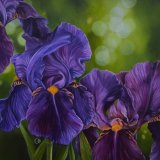 Purple Rhythm Irises Oil Painting Flowers