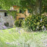 June: lavander and hypericum