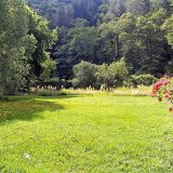 Lush vegetation in the lower meadow