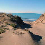 Sand dunes behind the beach at Marina di Vecchiano
