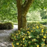 Under the plane tree in June