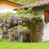 Wisteria on the old millhouse