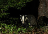 Mr Badger