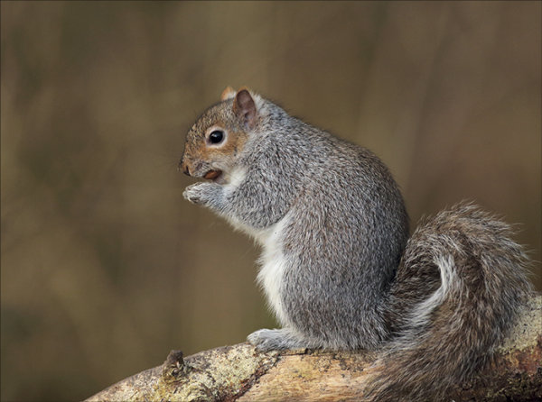 Grey  squirrel