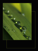 Drops in the evening light