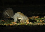 Floodlit