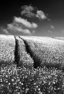 The yellow without the yellow