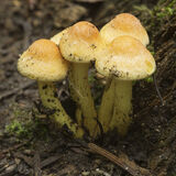 "Sulpertint Mushrooms"