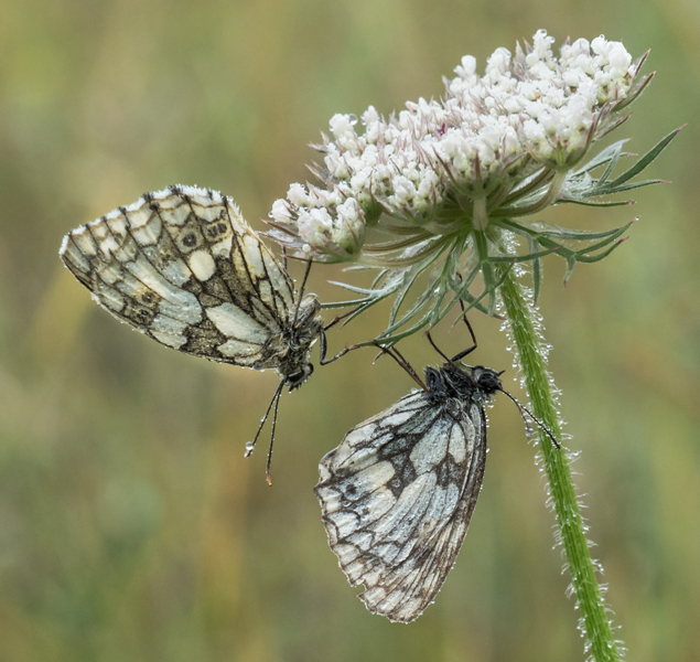 Marbled Whites sheltering in the rain Mary Bevis