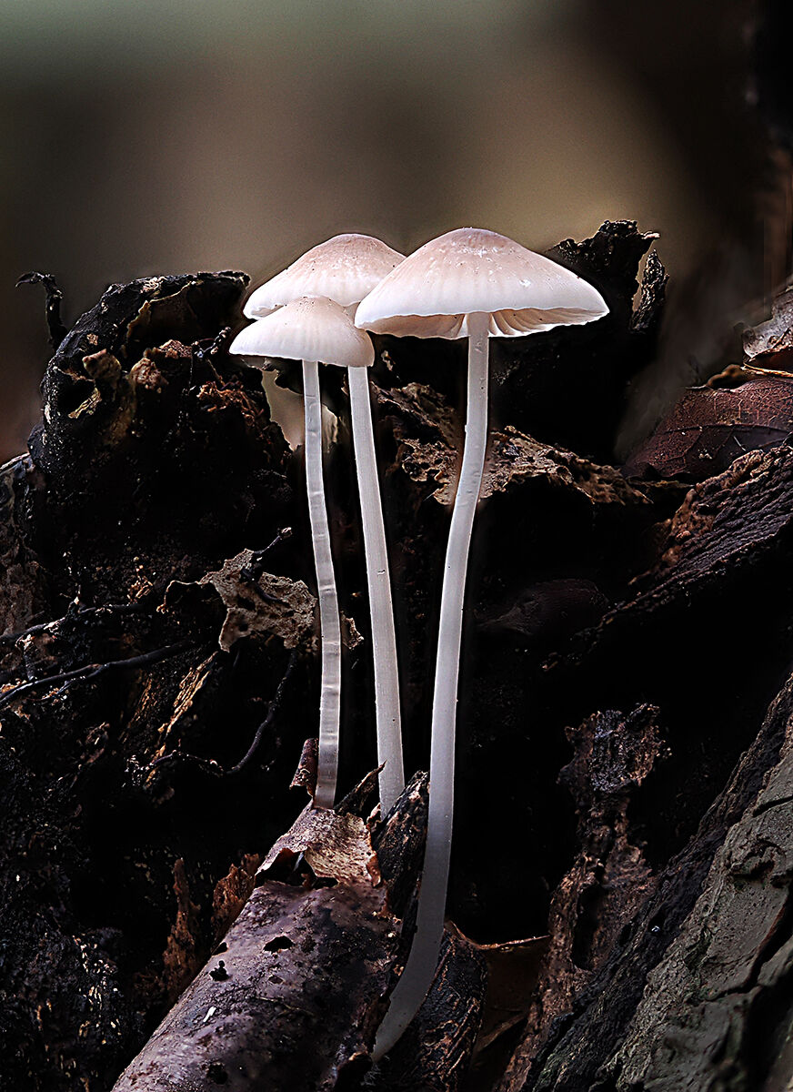 3 Mycena