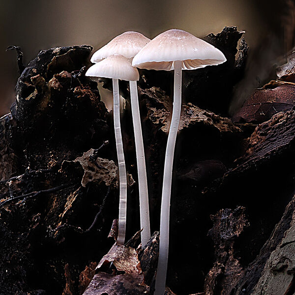 3 Mycena