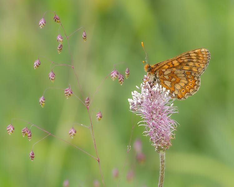 6. Marsh Fritillary