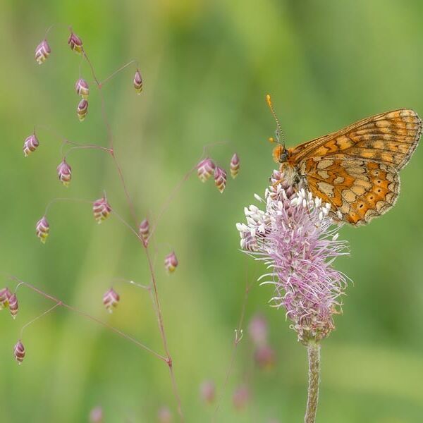 6. Marsh Fritillary