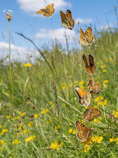 7. Glanville Fritillary taking Flight