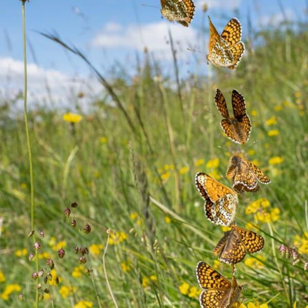 7. Glanville Fritillary taking Flight