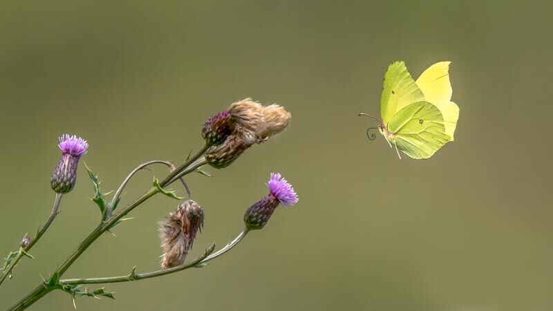 8. Brimstone Approaching Thistles