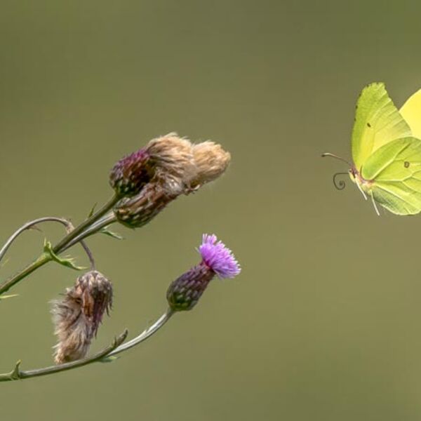8. Brimstone Approaching Thistles