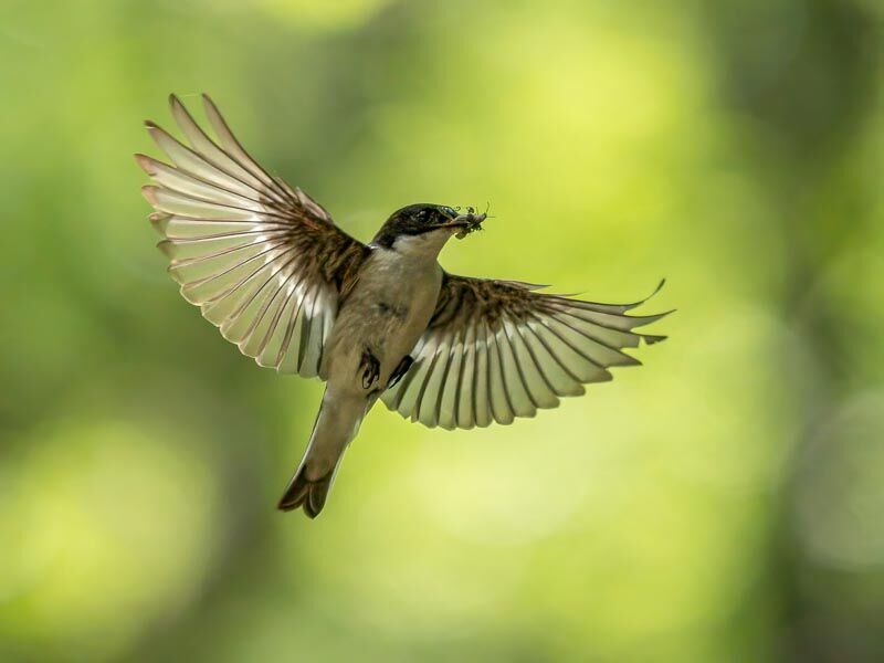 8. Pied Flycatcher with Insects