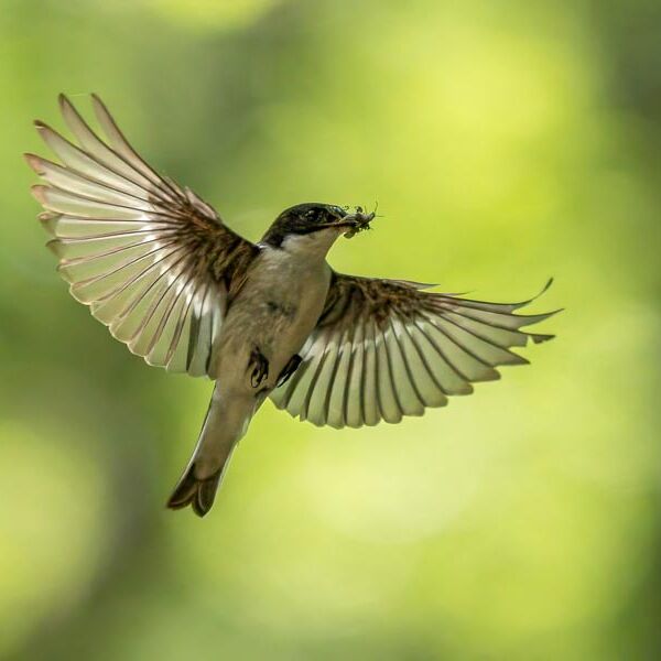 8. Pied Flycatcher with Insects