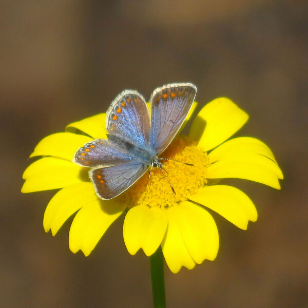 A Common Blue Butterfly