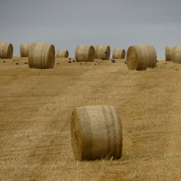 A Load of Bales