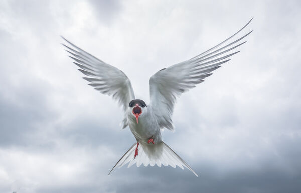 Aggressive Arctic tern