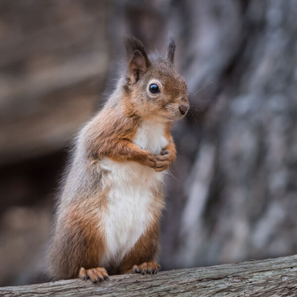 Alert red squirrel Mary