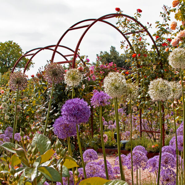 Allium Arch